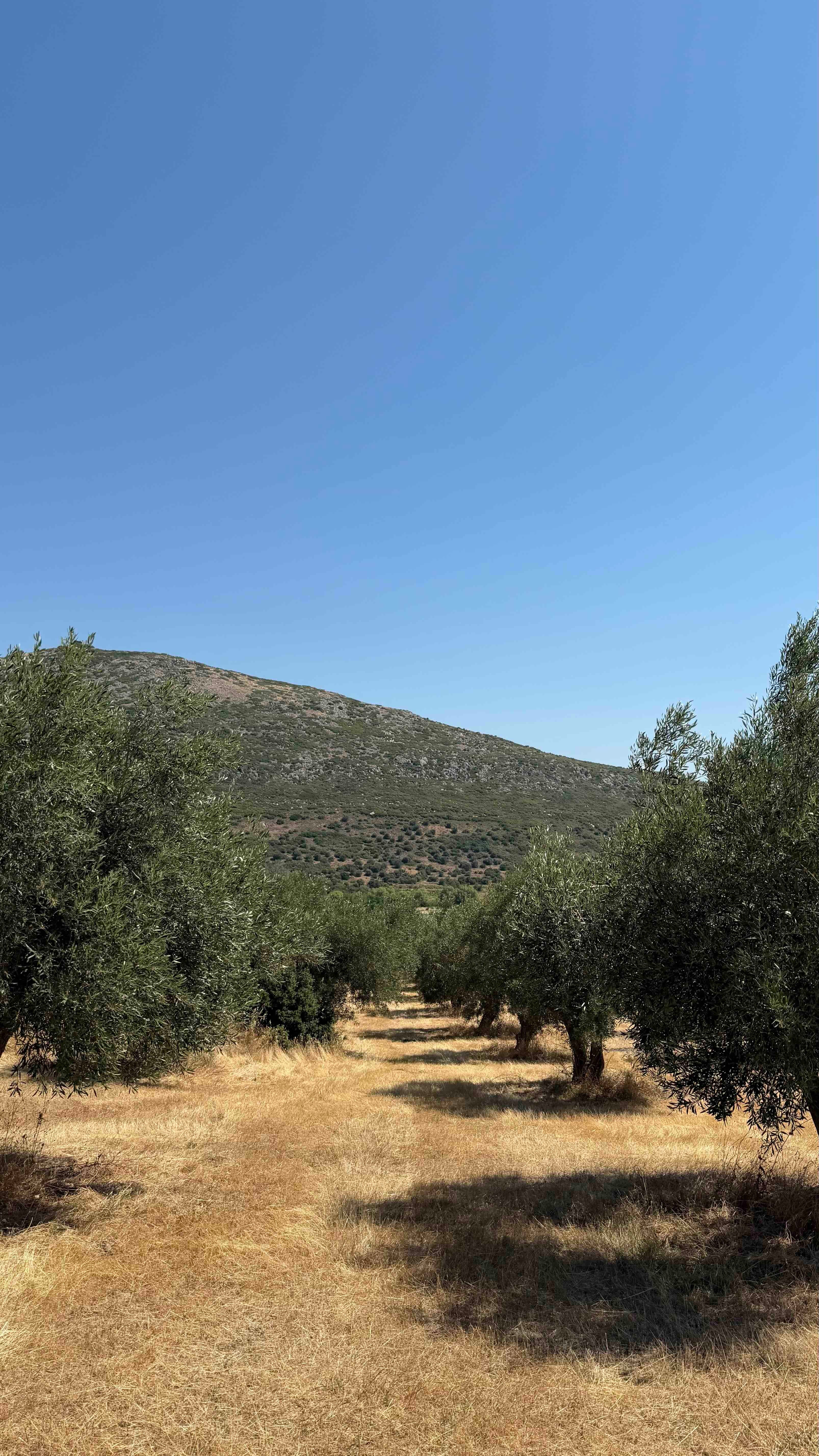 Fresh olives on the branch